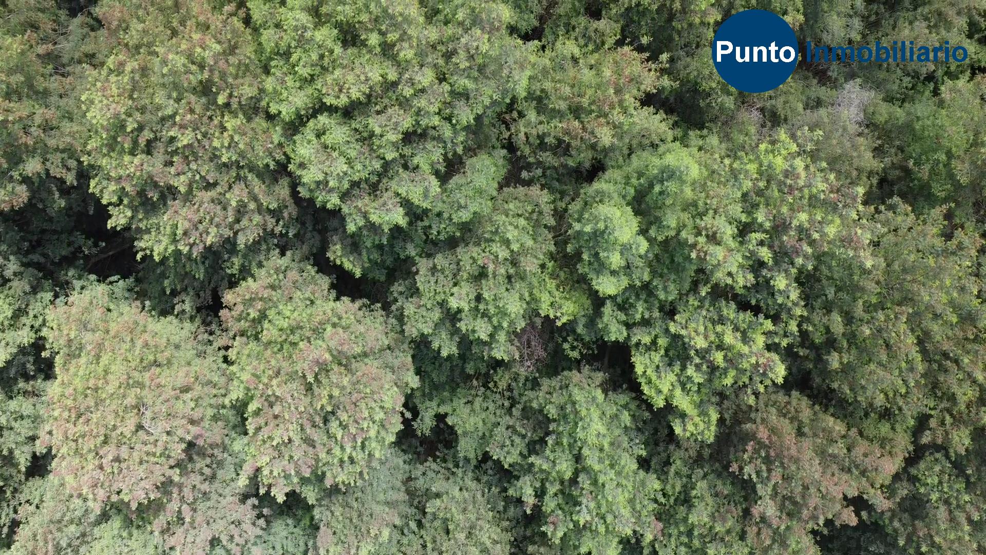 Las Mariposas 2 (Time 0_00_42;02)