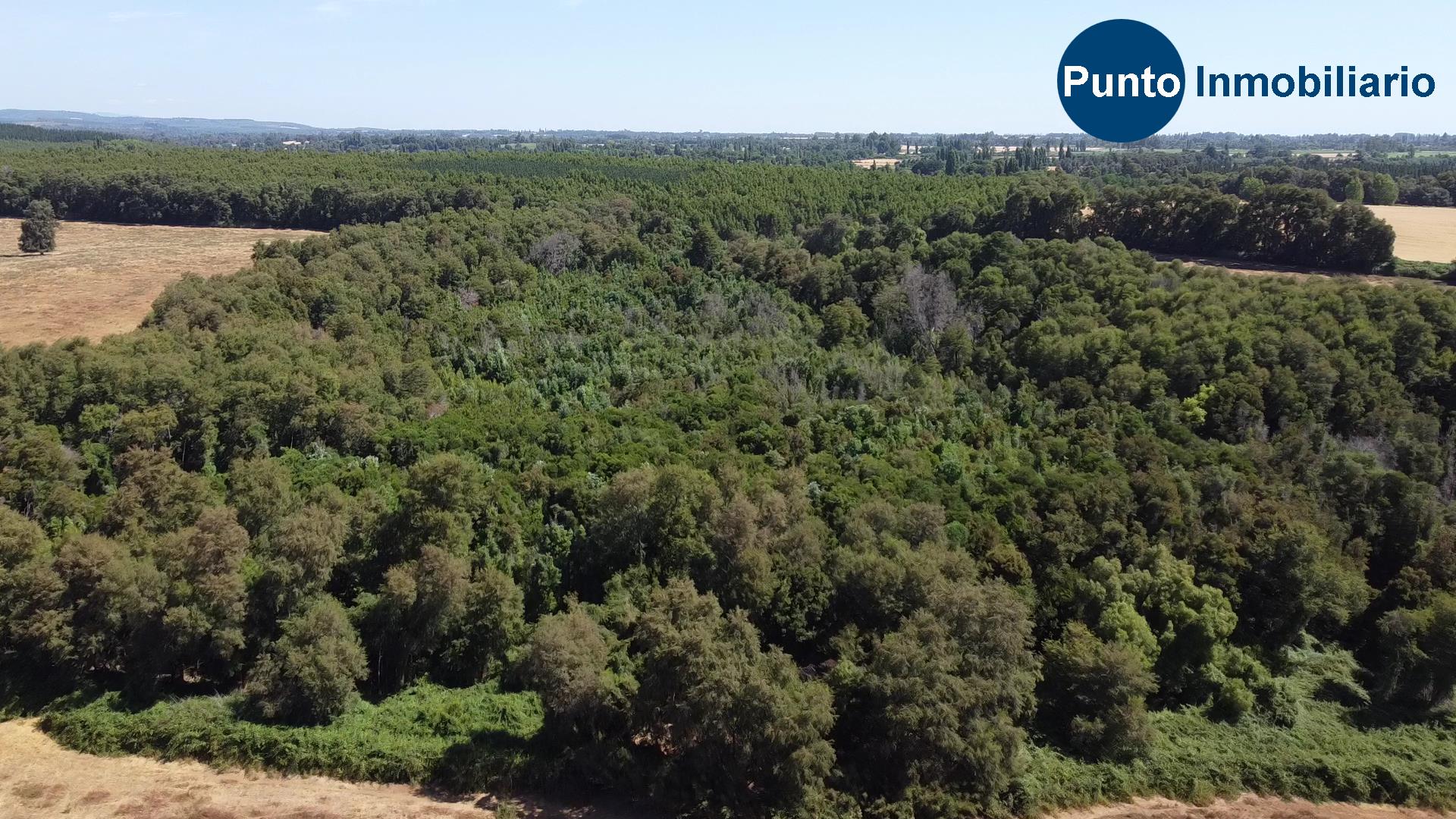 Fundo en Coihueco (Time 0_00_45;24)