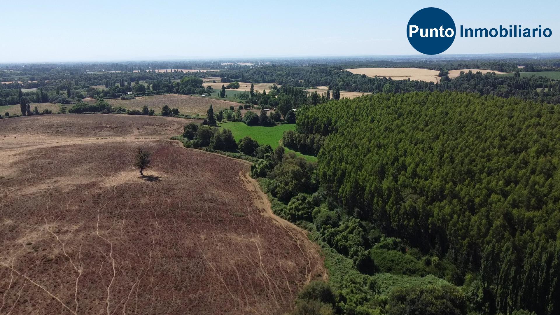 Fundo en Coihueco (Time 0_00_51;27)